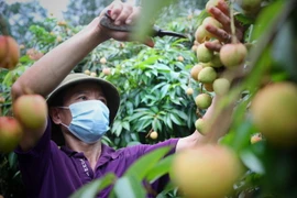 Chăm sóc vải chín sớm xuất khẩu. (Ảnh: Danh Lam/TTXVN)