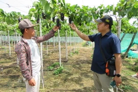 Du khách tham quan vườn nho tại làng nho Thái An, xã Vĩnh Hải, huyện Ninh Hải, tỉnh Ninh Thuận. (Ảnh: Nguyễn Thành/TTXVN)