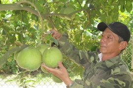 Nông dân phường Thủy Biều thành phố Huế tất bật thu hoạch bưởi thanh trà. (Ảnh: Tường Vi/TTXVN)