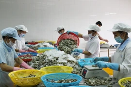 Công nhân sơ chế tôm xuất khẩu. (Ảnh: Tuấn Kiệt/TTXVN)