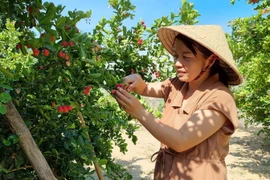 Chị Nguyễn Ngọc Uyên Trinh, thôn Lương Cang, xã Nhơn Sơn, huyện Ninh Sơn, trồng thành công cây sirô tại Ninh Thuận. (Ảnh: Nguyễn Thành/TTXVN)