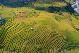 Sa Pa đẹp như một bức tranh khi những thửa ruộng bậc thang của người đồng bào dần chuyển từ xanh sang vàng. (Ảnh: Quốc Khánh/TTXVN)