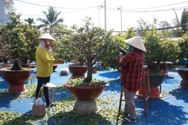 Tuốt lá mai tại vườn mai Chí Công, thành phố Thủ Đức. (Ảnh: Xuân Anh/TTXVN)