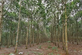 Bảo vệ rừng. (Ảnh minh họa: Hưng Thịnh/TTXVN)