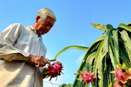 Giá thanh long giảm mức quá sâu, có lúc dưới 2.000 đồng/kg, nên ông Huỳnh Văn Lẹ, xã Trường Xuân B, huyện Thới Lai, "neo" thanh long trên cây khiến nhiều quả bị chín quá, hư hỏng. (Ảnh: Thu Hiền/TTXVN)