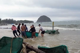 Ngư dân nỗ lực đưa những lồng ươm tôm hùm giống vào bờ. (Ảnh: Xuân Triệu/TTXVN)