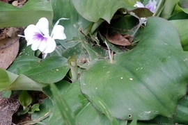 Cây thuốc quý Địa Liền tại Vườn quốc gia Bến En. (Ảnh: Nguyễn Nam/TTXVN)