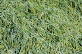 Do mưa lớn 13.000ha lúa Đông Xuân đang trong giai đoạn chín sáp, sắp thu hoạch bị ngập úng, ngã đổ. (Ảnh: Phạm Cường/TTXVN)