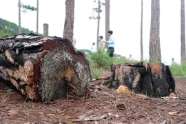 Nhiều cây thông đã bị triệt hạ từ lâu, thân cây đổi màu, lá héo úa nhưng vẫn để tại hiện trường, không có dấu hiệu lấy gỗ. (Ảnh: Nguyễn Dũng/TTXVN)