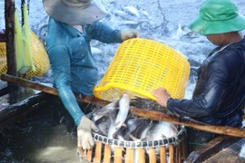 Thu hoạch cá tra. (Ảnh: Nguyễn Văn Trí/TTXVN)