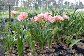 Nhiều loài lan huệ có hoa to, màu sắc đẹp và lâu tàn. (Ảnh: Nhựt An/TTXVN)