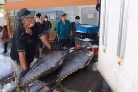 Hình ảnh ngư dân Khánh Hòa, Phú Yên trúng đậm cá ngừ đại dương