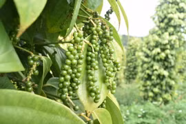 Trồng tiêu ở Phú Quốc. (Ảnh: Nguyên Dung/TTXVN)