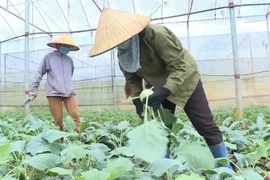Nông dân huyện Mộc Châu, tỉnh Sơn La thu hoạch rau theo tiêu chuẩn VietGAP góp phần giảm nghèo. (Ảnh: TTXVN phát)