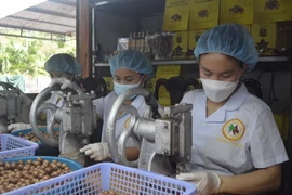 Công nhân sản xuất hạt macca rang sấy của Công ty Trách nhiệm hữu hạn một thành viên thương mại, xuất nhập khẩu Macca Sachi Thịnh Phát, thành phố Gia Nghĩa, Đắk Nông. (Ảnh: Nguyên Dung/TTXVN)