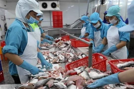 Công ty TNHH Công nghiệp Thủy sản Miền Nam ở khu Công nghiệp Trà Nóc, thành phố Cần Thơ, chế biến xuất khẩu cá tra đông lạnh sang nhiều thị trường, trong đó có Mexico. (Ảnh: Vũ Sinh/TTXVN)