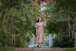 Mê mẩn trước vẻ đẹp của con đường hoa tường vy ở ngoại ô Hà Nội