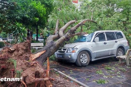 Hàng loạt cây xanh đổ làm hư hỏng phương tiện trong trận bão tối 7/9. (Ảnh: PV/Vietnam+)