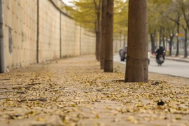 [Photo] Có một Hà Nội đẹp mơ mộng trong mùa cây thay lá 