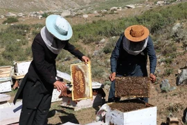 Ong được nuôi tại trang trại ở Dih Salah, tỉnh Baghlan, Afghanistan. (Ảnh: THX/TTXVN)