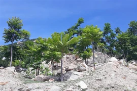 Cây Thanh thất có khả năng chịu được khí hậu khô hạn được trồng nhân rộng trên vùng núi đá rừng phòng hộ ven biển huyện Thuận Nam, Ninh Thuận. (Ảnh: Nguyễn Thành/TTXVN)