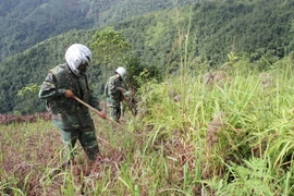 Lực lượng chức năng đang tiến hành rà phá bom, mìn. (Ảnh: Đỗ Bình/TTXVN)