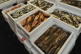 Tại chợ cá Tsukiji ở Tokyo. (Nguồn: AFP/TTXVN)