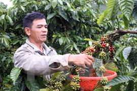 Hình minh họa. (Nguồn: TTXVN)