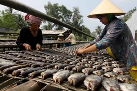 Chế biến cá khô tại hộ nông dân Thạch Văn Dân, ấp Đá Bạc A, xã Khánh Bình Tây, huyện Trần Văn Thời. (Ảnh: Vũ Sinh/TTXVN)