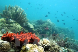 60 quốc gia cam kết ngăn chặn nạn đánh bắt cá và bảo vệ biển