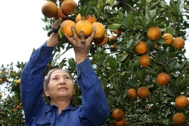 (Ảnh minh họa: Trần Việt/TTXVN)