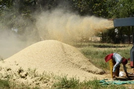 FAO đẩy mạnh hợp tác với Indonesia về nông nghiệp, hàng hải