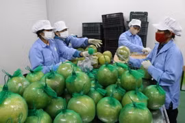 Bưởi da xanh Hòa Bình sau khi sơ chế, làm sạch, được đóng gói. (Ảnh: Mạnh Minh/ TTXVN)
