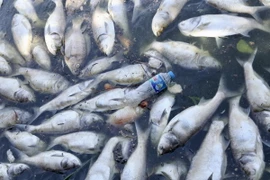 Ảnh minh họa (TTXVN phát).