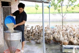 Nhờ có nguồn vốn của Ngân hàng Chính sách xã hội, anh Trần Ngọc Trà (thôn Hải Long, xã Đông Xuyên, huyện Tiền Hải) đã đầu tư phát triển kinh tế, thành công với mô hình nuôi vịt biển. (Ảnh: Thu Hoài/Vietnam+)