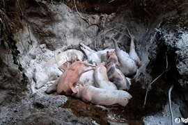 Xã Vĩnh Sơn, huyện Anh Sơn hiện đã tiêu hủy hơn 20 tấn lợn nhiễm bệnh. (Nguồn: báo Nghệ An)