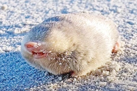 Chuột chũi vàng.. (Nguồn: Bangladessh Post)