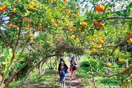 Cam Vân Đồn. (Nguồn: Cổng Thông tin Điện tử tỉnh Quảng Ninh)