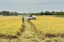 Nông dân An Giang khẩn trương thu hoạch lúa vụ Đông Xuân. (Ảnh: Thanh Sang/TTXVN)