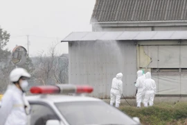 Phun thuốc khử trùng tại trang trại nuôi chim cút ở Toyohashi, Nhật Bản, phòng chống dịch cúm gia cầm. (Nguồn: AFP/TTXVN)