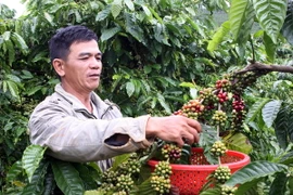Thu hoạch cà phê. (Nguồn: TTXVN)
