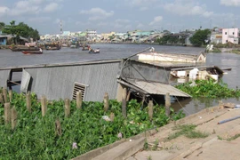 Bờ sông Cần Thơ đoạn qua ấp Nhơn Lộc 1, thị trấn Phong Điền, bị sạt lở dài kéo theo 4 căn nhà đổ xuống sông. (Ảnh: Trần Khánh Linh/TTXVN)