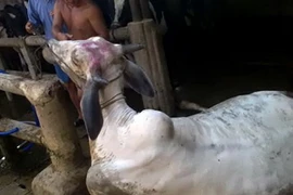 Tiền Giang xử phạt đối tượng bơm nước vào bò trước khi giết mổ