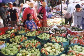 Xoài cát Hòa Lộc Tiền Giang chinh phục thị trường thế giới