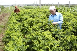 Tập đoàn Nhật đầu tư 1 triệu USD xây nhà máy rau sạch tại Hà Nam