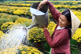 Đồng Tháp: Cúc mâm xôi đắt hàng, các nhà vườn thu lãi lớn