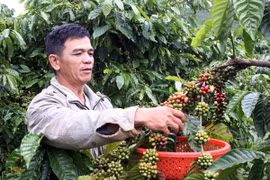 Thu hoạch cà phê. (Nguồn: TTXVN)