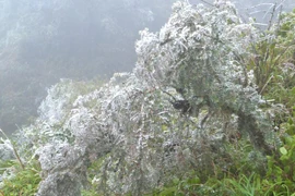 Ảnh minh họa. (Nguồn: Hương Thu/TTXVN)