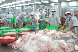 Chế biến cá tra xuất khẩu . (Ảnh: Minh Trí/TTXVN)