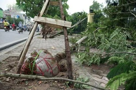 Hà Nội: Sở Xây dựng lên tiếng về vụ cây trồng mới vẫn bọc nylon gốc